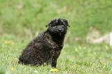 BOUVIER DES FLANDRES 351